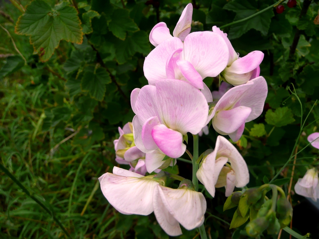 Lathyrus odoratus, Sweet pea — climbing (Fabaceae) (image 9 of 9)