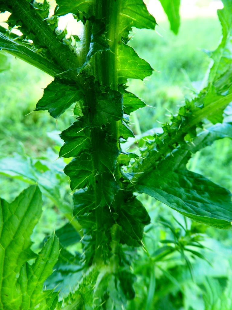 Carduus crispus (Welted Thistle)