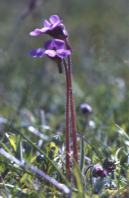 Pinguicula vulgaris (Common Butterwort)