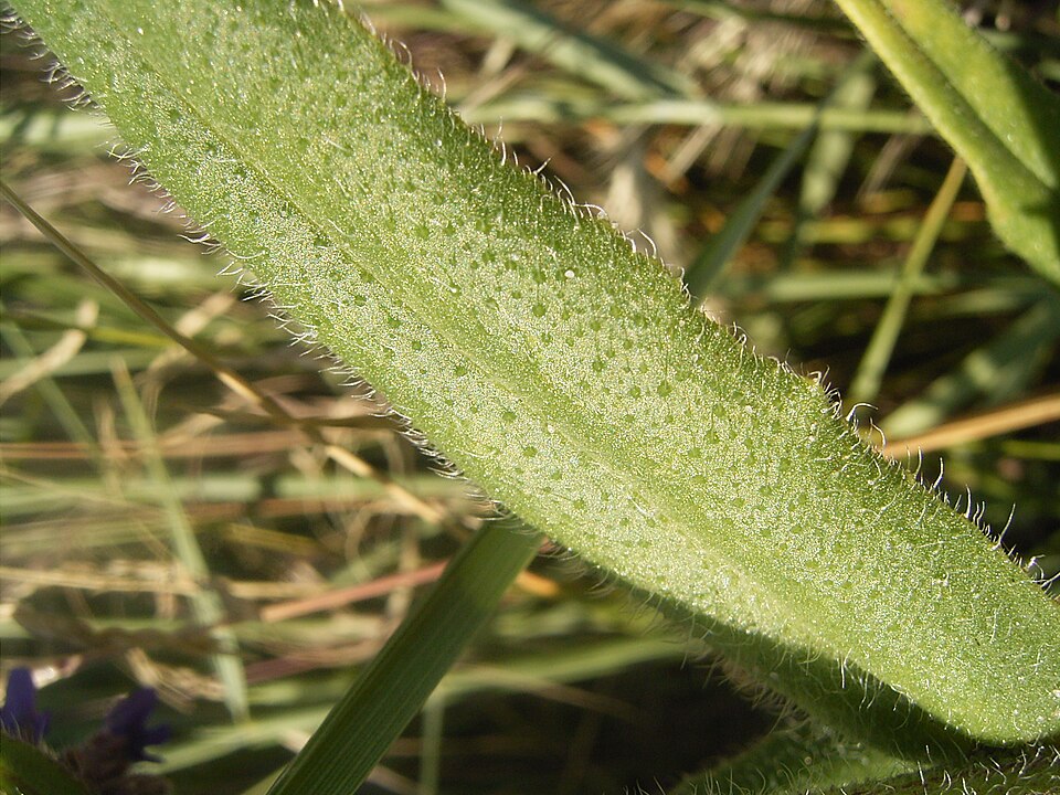 Anchusa officinalis (common bugloss)