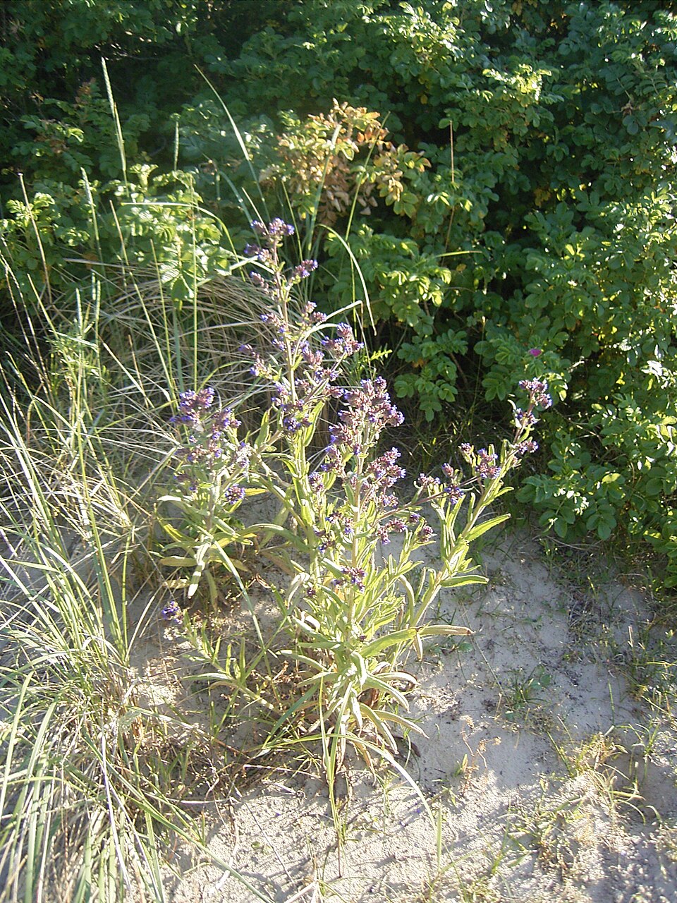 Anchusa officinalis (common bugloss)