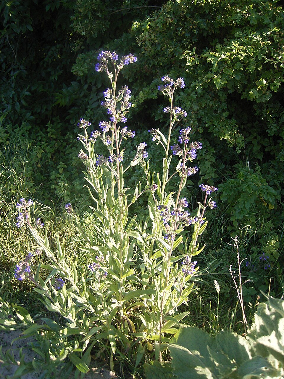 Anchusa officinalis (common bugloss)