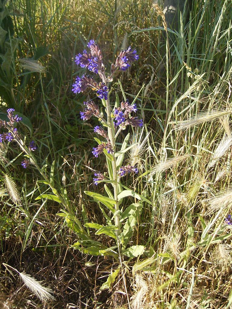 Anchusa officinalis (common bugloss)