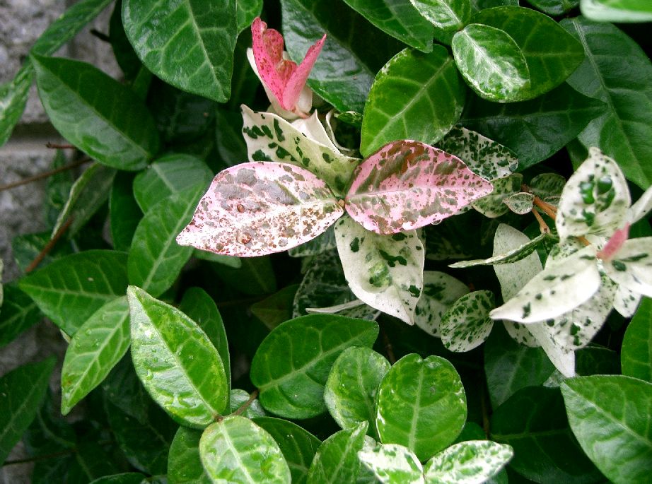 Trachelospermum asiaticum (Asiatic Jasmine) (alternate view 6)