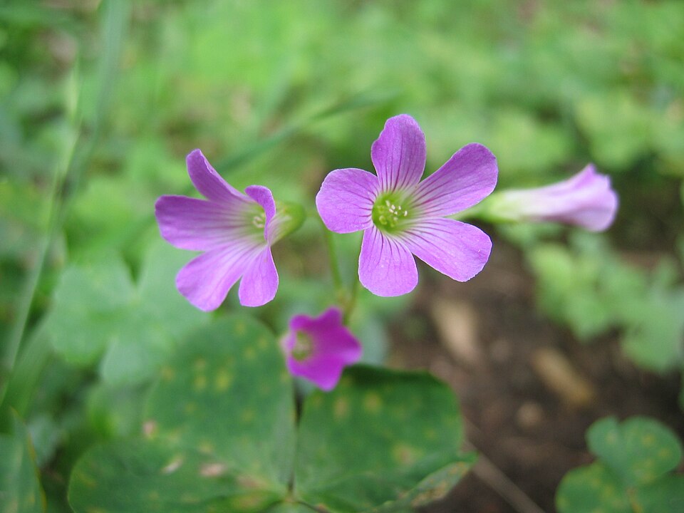 Oxalis debilis (Largeflower pink-sorrel)