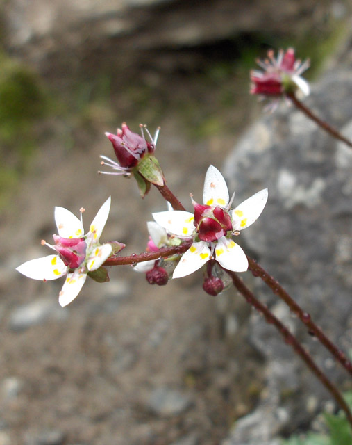 Micranthes (Early saxifrages)