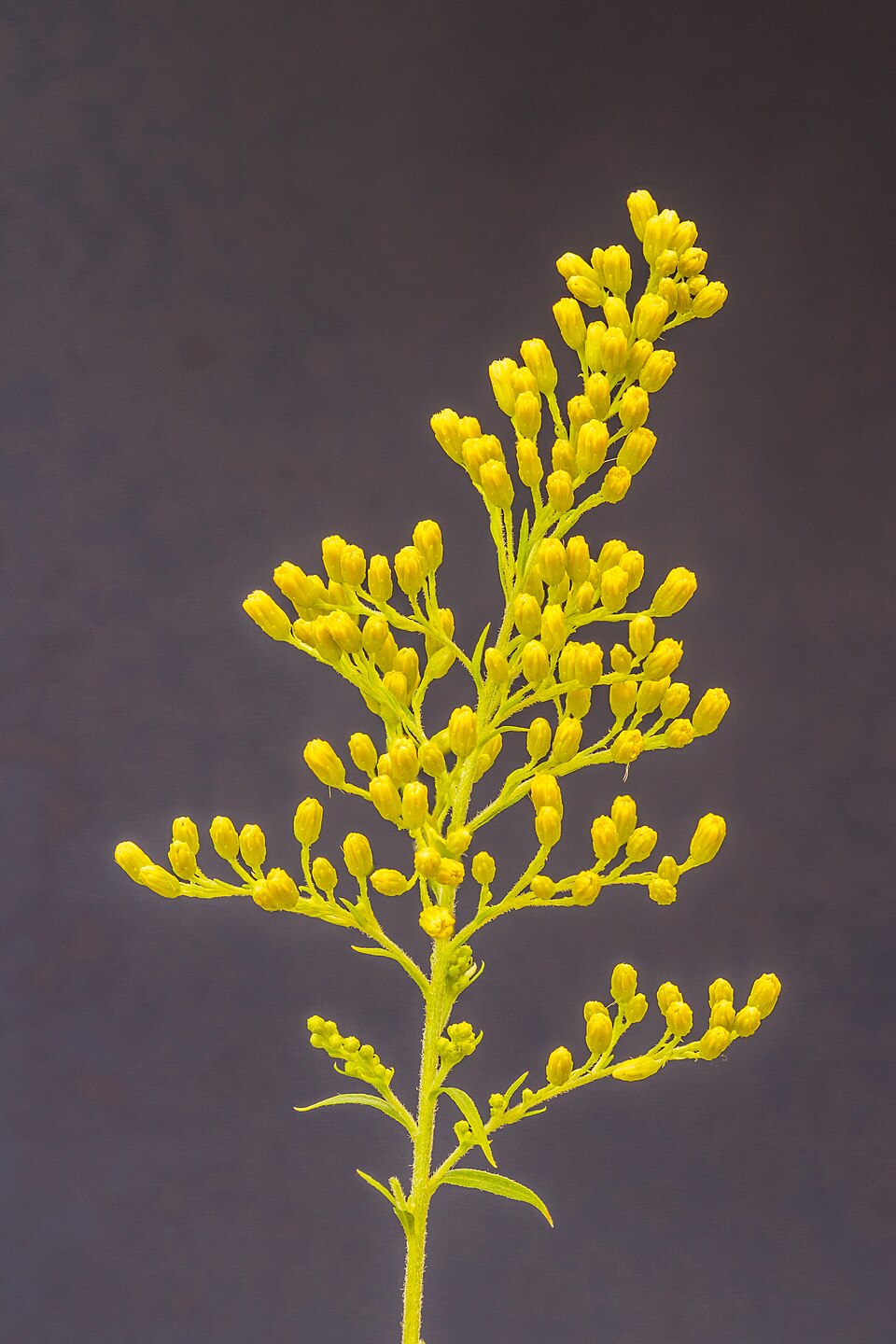 Solidago 'Loysder Crown' (Loysder Crown Solidago)