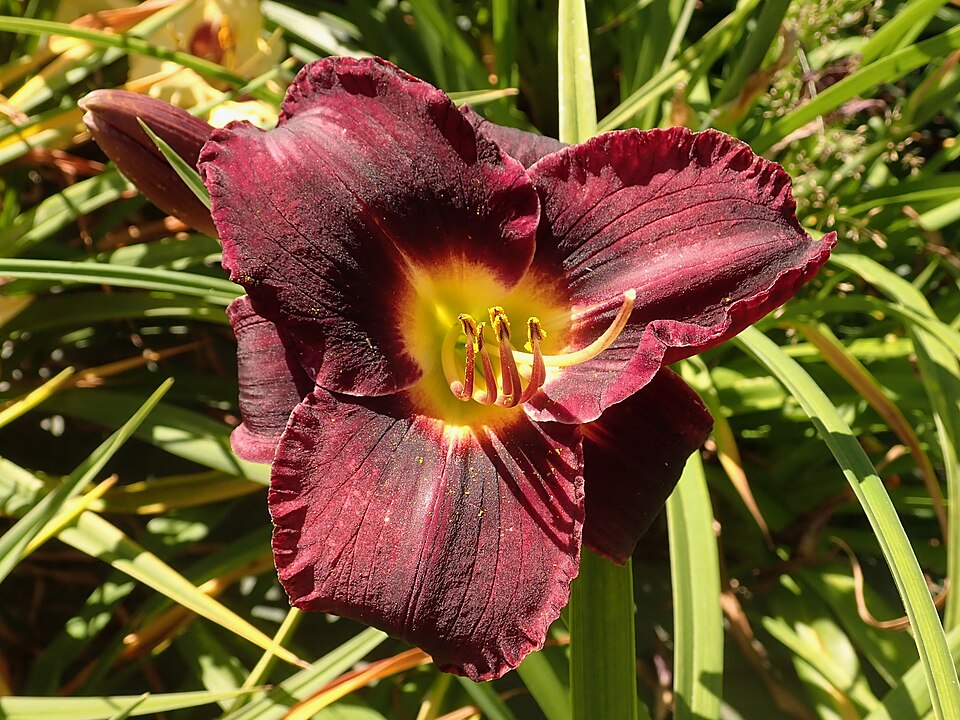 Hemerocallis 'Black Ambrosia' (Black Ambrosia Daylily)