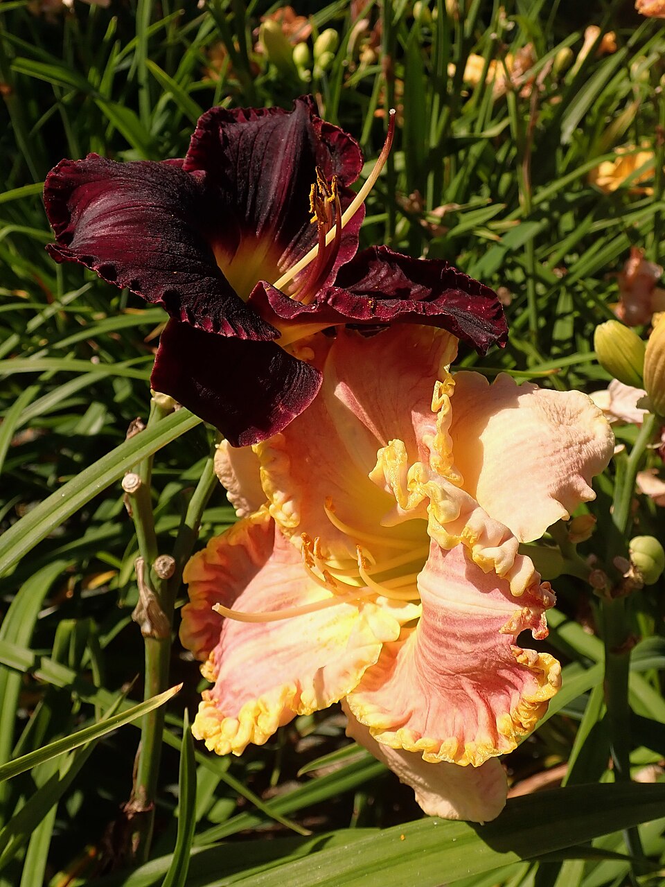 Hemerocallis 'Singular Sensation' (Singular Sensation Daylily)