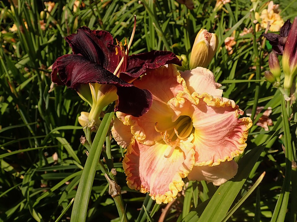 Hemerocallis 'Singular Sensation' (Singular Sensation Daylily) (alternate view 2)