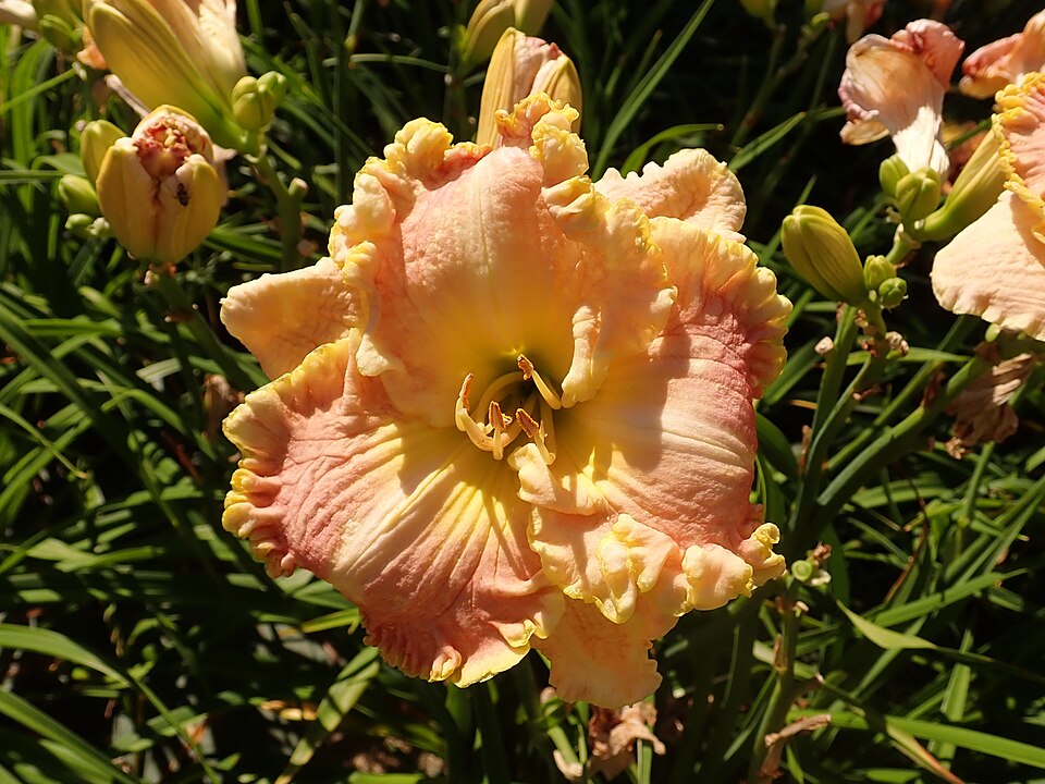 Hemerocallis 'Singular Sensation' (Singular Sensation Daylily) (alternate view 3)