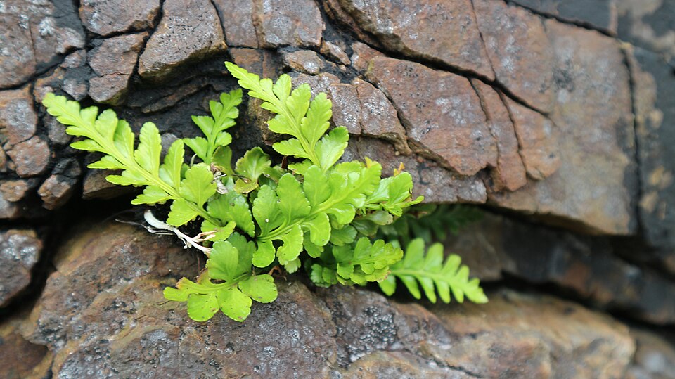 Asplenium marinum (sea spleenwort)