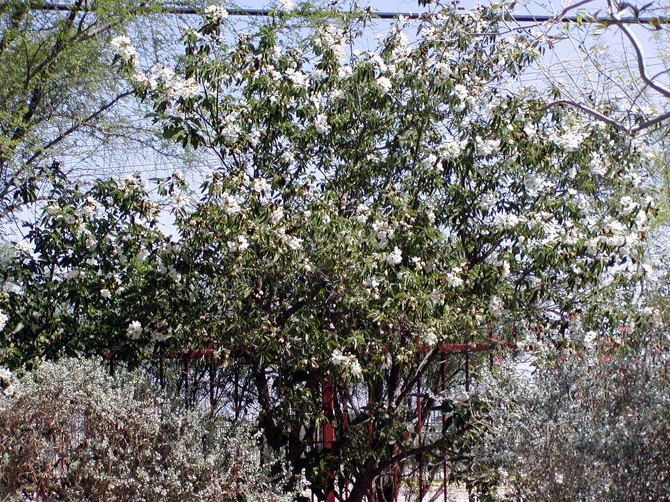 Cordia boissieri (Anacahuita) (alternate view 6)