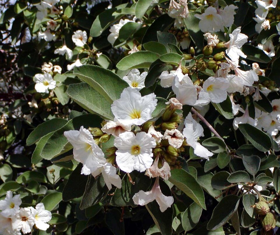 Cordia boissieri (Anacahuita) (alternate view 7)
