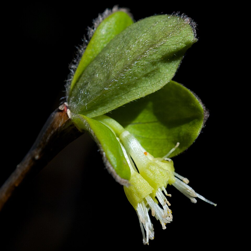 Dirca palustris (eastern leatherwood) (alternate view 4)