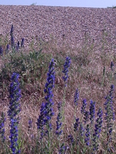Echium vulgare (blueweed)