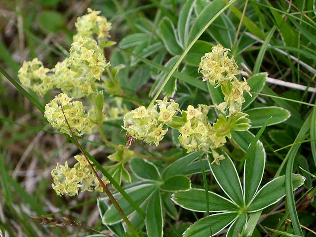 Alchemilla (Lady's-mantles) (alternate view 5)