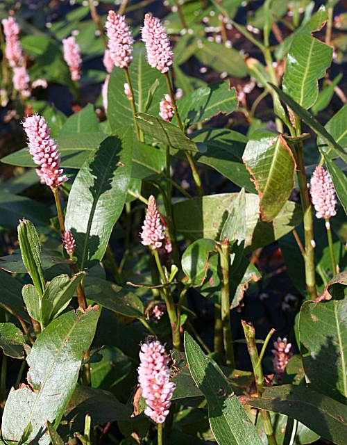 Persicaria amphibia (water smartweed)