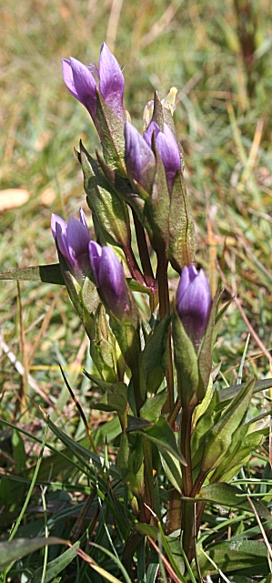 Gentianella amarella (autumn gentian)