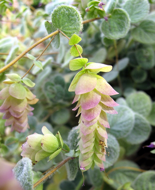 Origanum dictamnus (dittany of Crete) (alternate view 13)