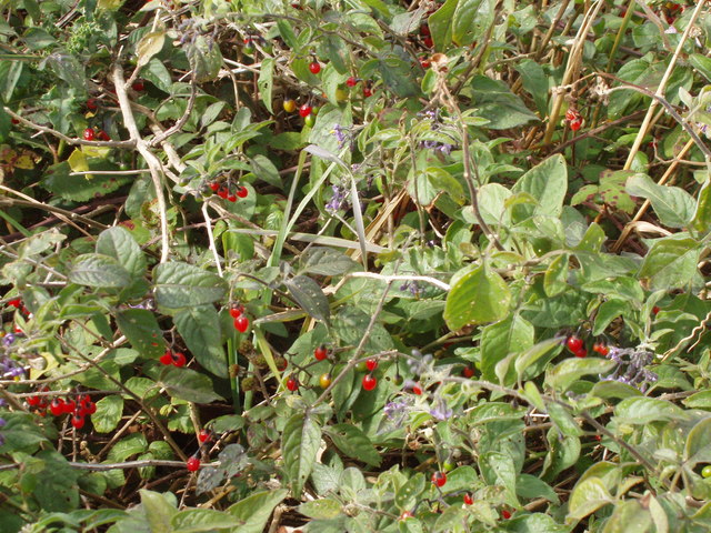 Solanum dulcamara (bittersweet nightshade) (alternate view 7)