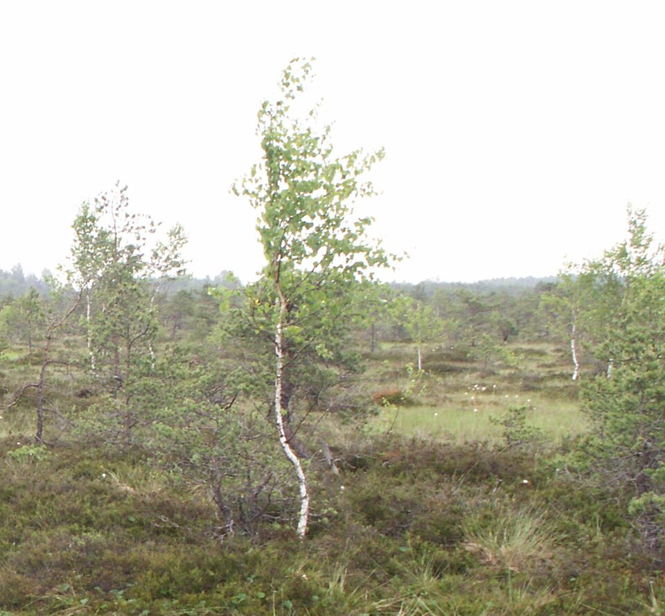 Betula pubescens (Downy Birch)