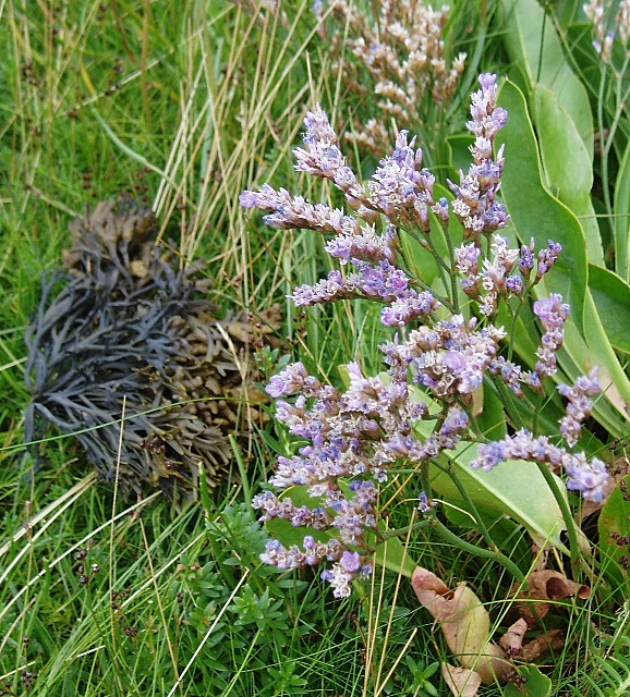 Limonium vulgare (Common Sea-lavender)