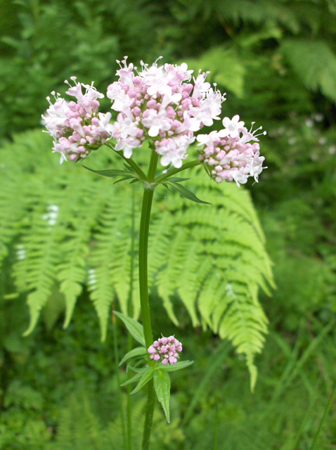 Valeriana (valerians) (alternate view 10)