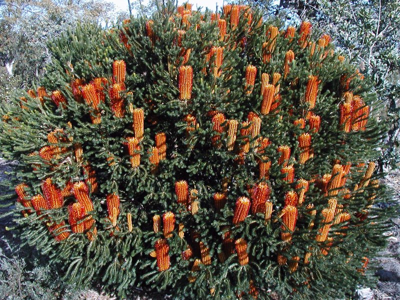 Banksia ericifolia (Heath-leaved banksia) (alternate view 3)