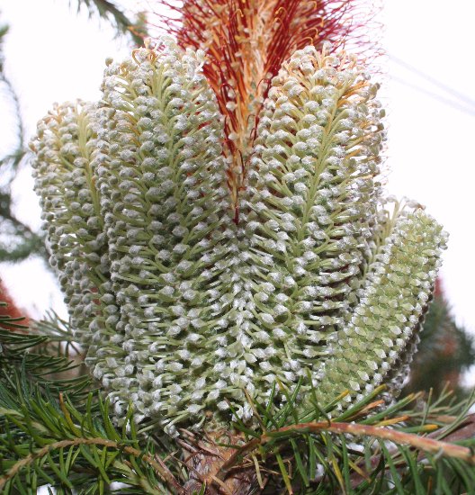 Banksia ericifolia (Heath-leaved banksia) (alternate view 4)