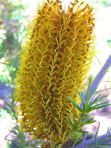 Banksia ericifolia (Heath-leaved banksia) (alternate view 5)
