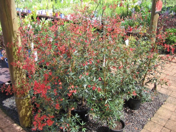 Ceratopetalum gummiferum (New South Wales christmas bush) (alternate view 3)