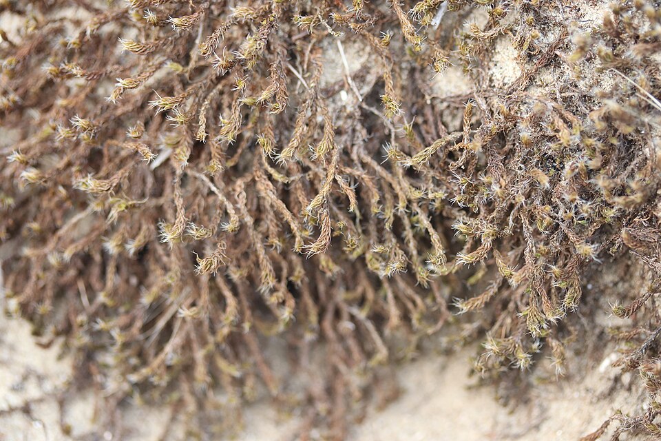 Syntrichia (alternate view 7)