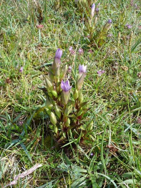 Gentianella (dwarf gentians) (alternate view 3)