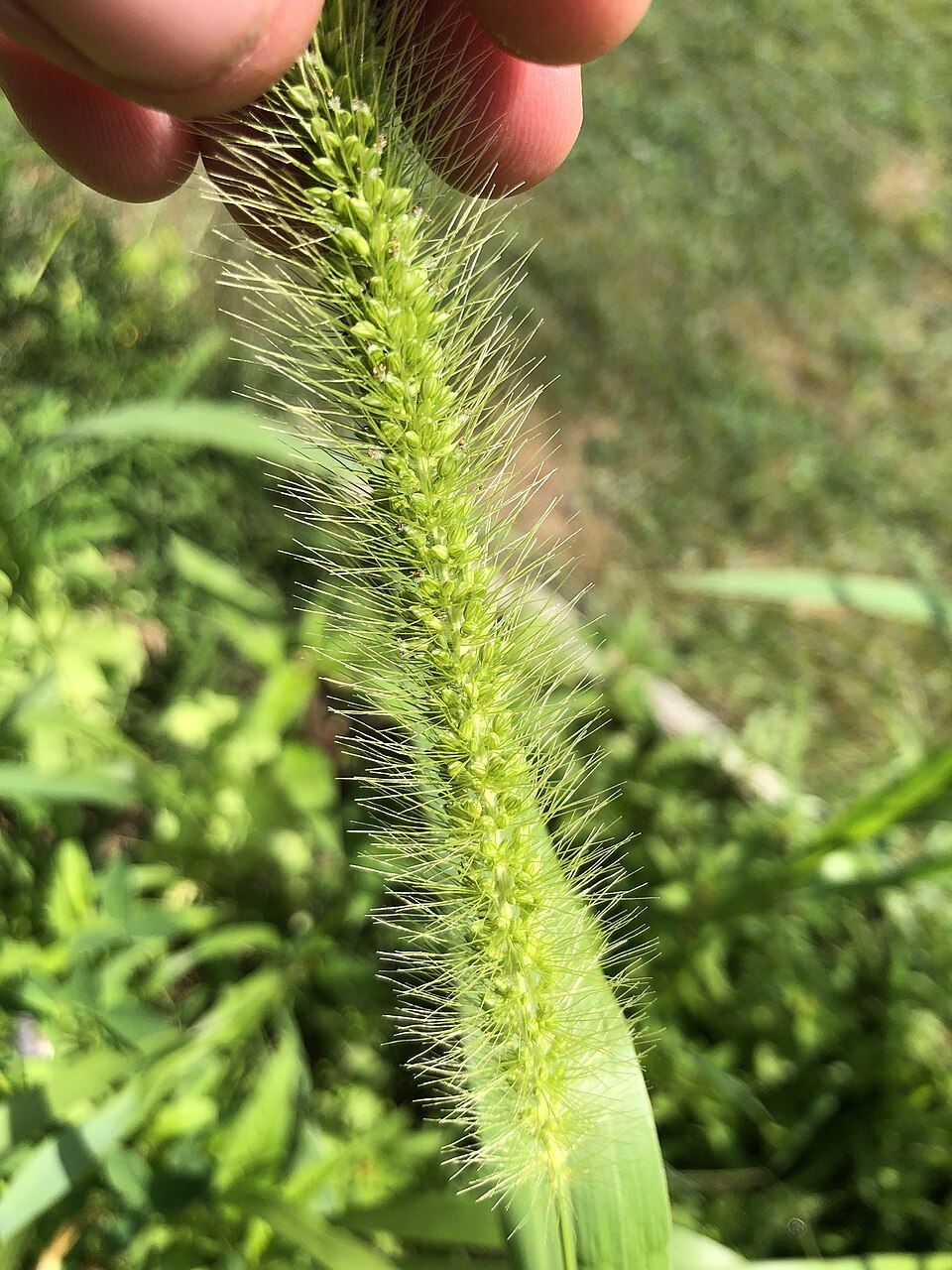 Setaria faberi (giant foxtail) (alternate view 8)