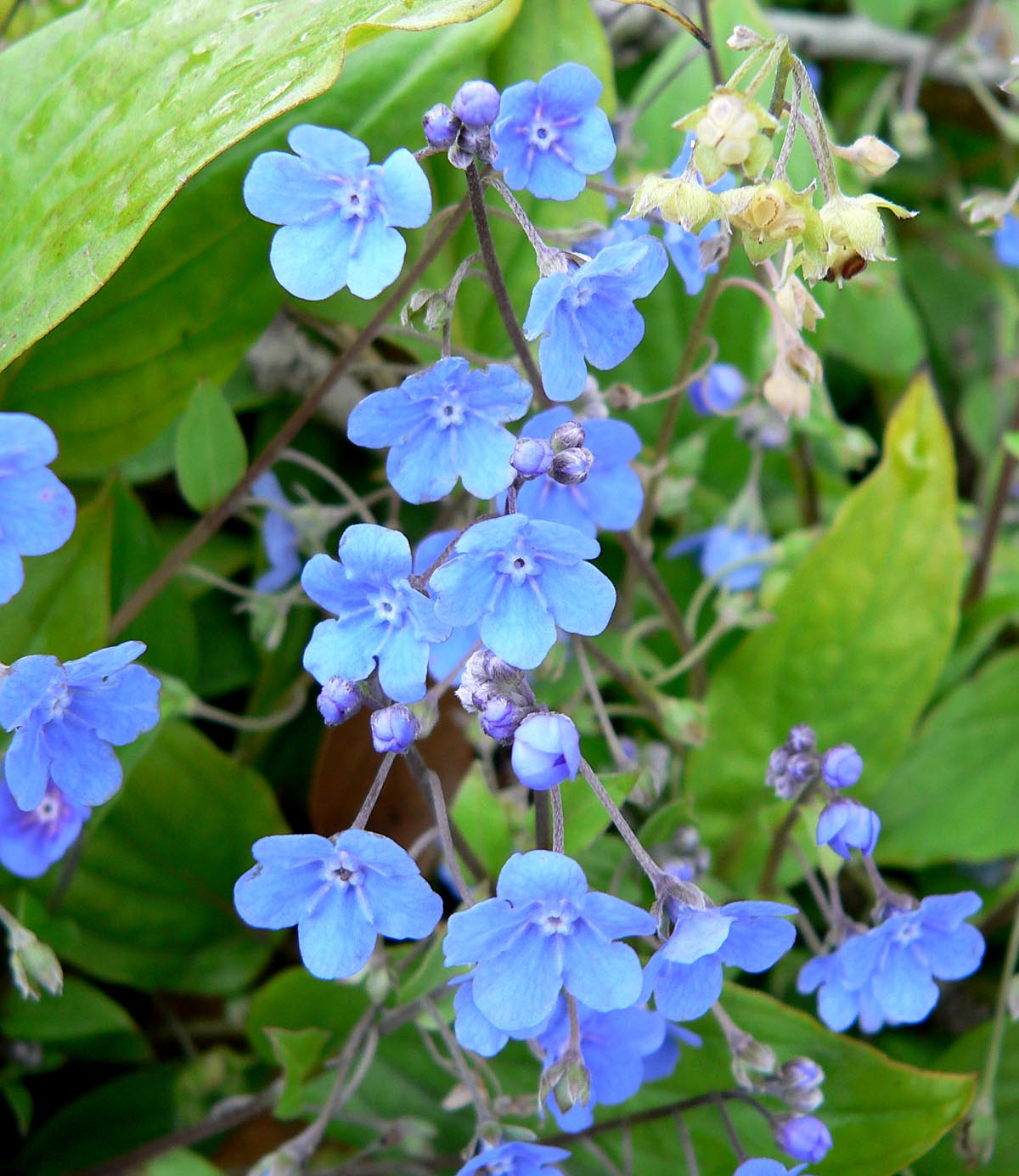 Omphalodes cappadocica (Cappadocian Navelwort)