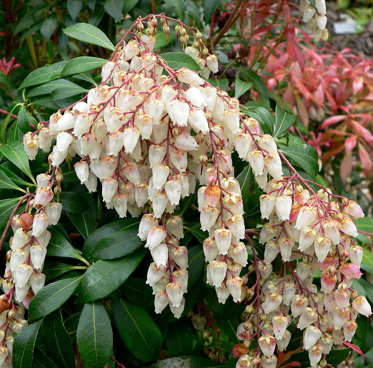 Pieris japonica (Japanese andromeda)