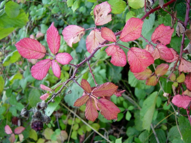 Rubus fruticosus (alternate view 8)