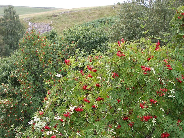 Sorbus aucuparia (European mountain ash) (alternate view 8)