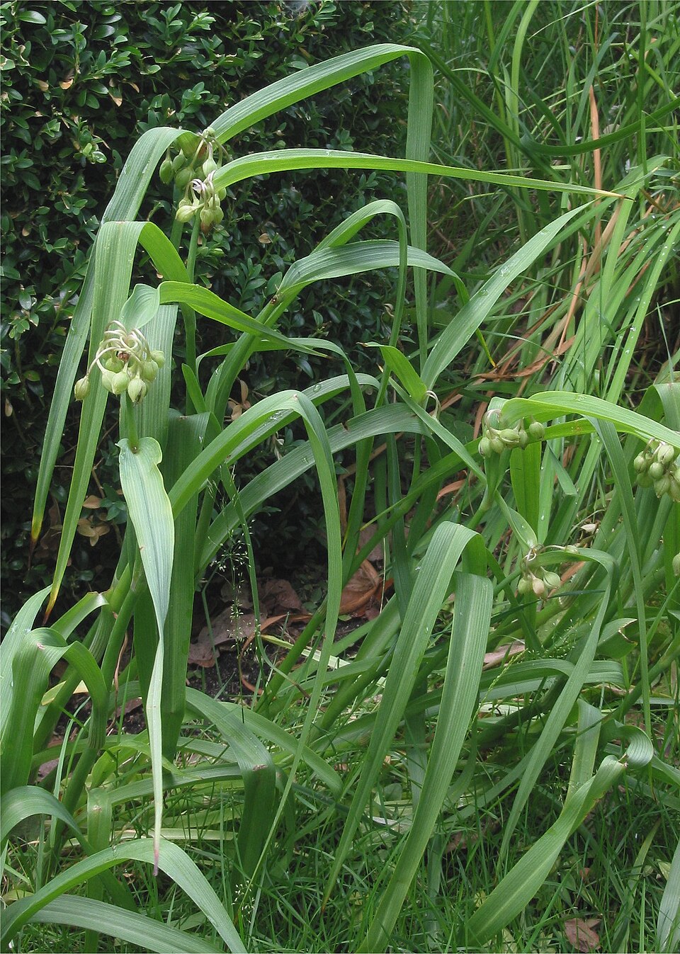 Tradescantia virginiana (Virginia spiderwort) (alternate view 6)