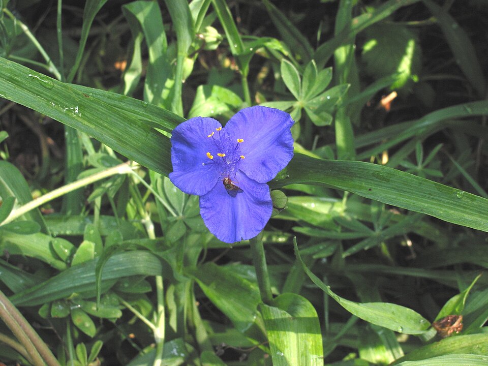 Tradescantia virginiana (Virginia spiderwort) (alternate view 7)