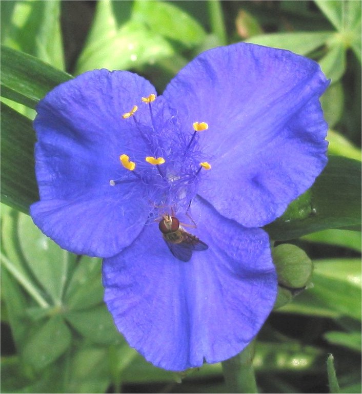 Tradescantia virginiana (Virginia spiderwort) (alternate view 8)
