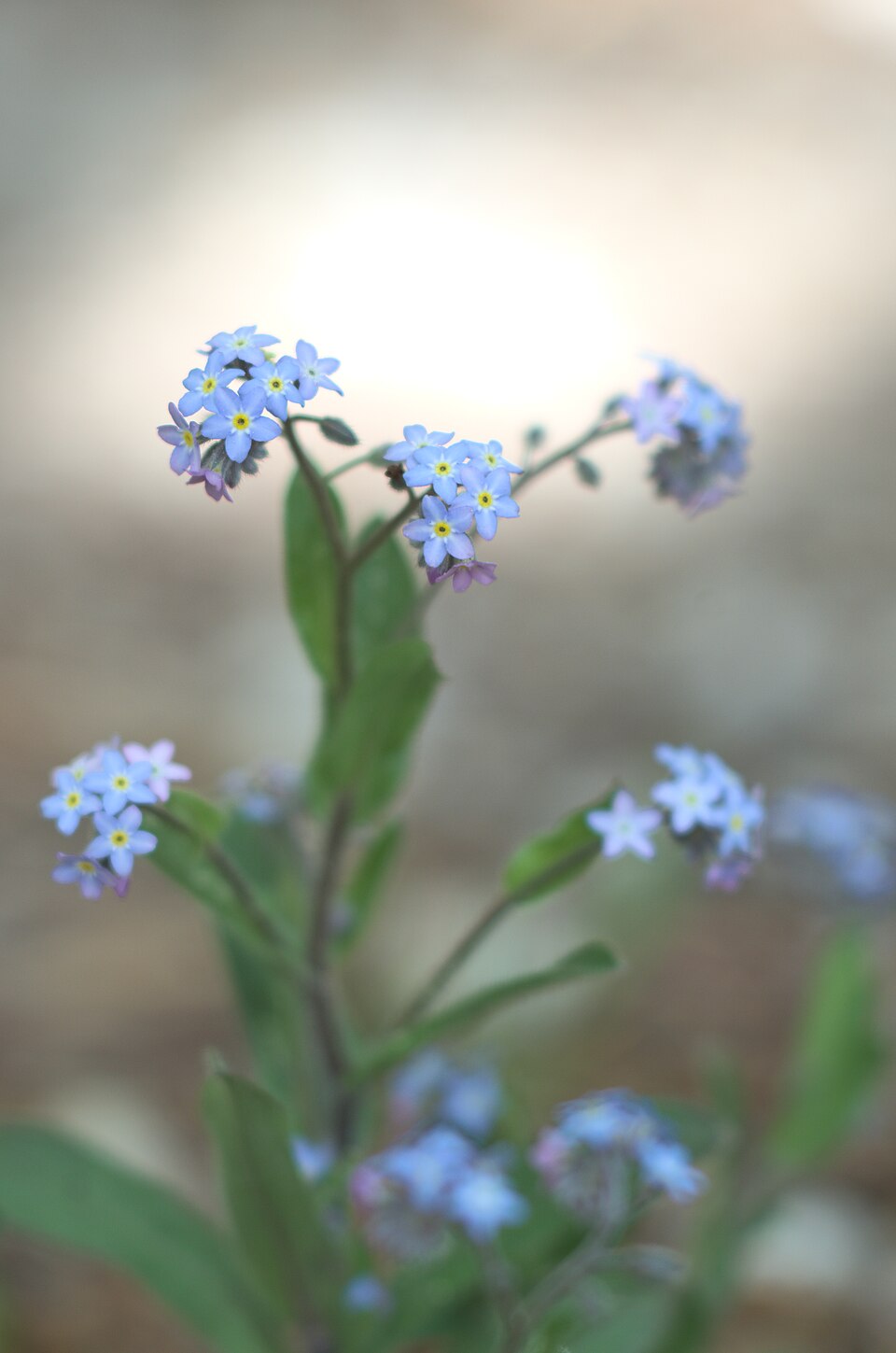 Myosotis (Forget-me-nots) (alternate view 8)