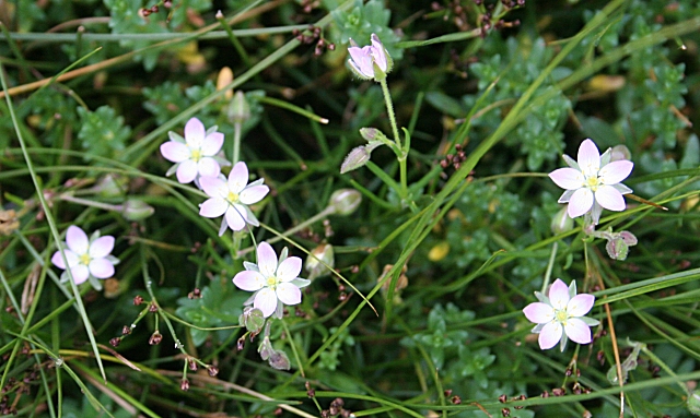 Spergularia marina (Saltmarsh Sand Spurry)