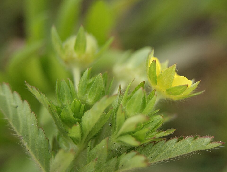 Potentilla norvegica (rough cinquefoil) (alternate view 9)