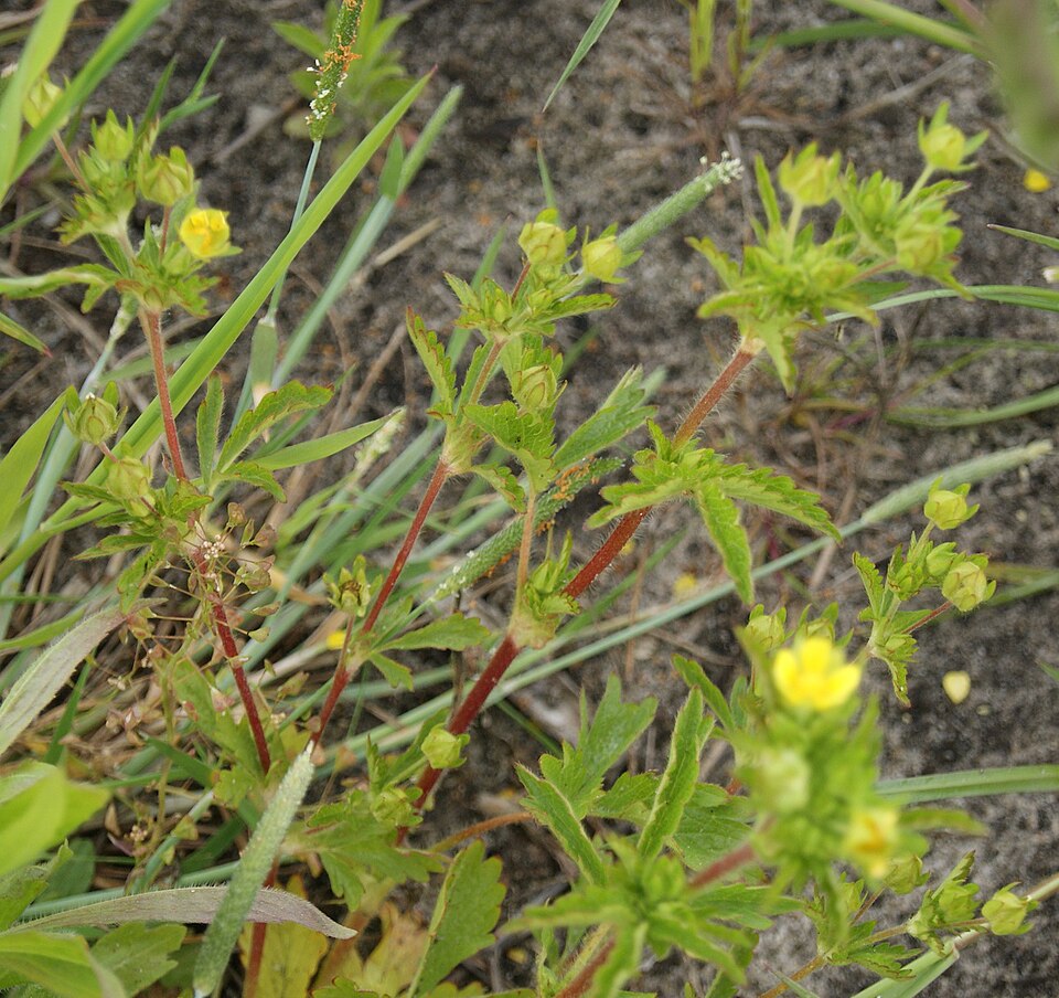 Potentilla norvegica (rough cinquefoil) (alternate view 10)