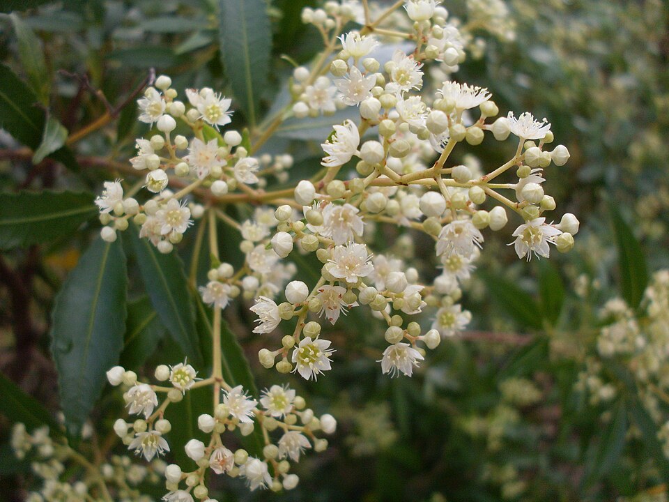 Ceratopetalum gummiferum (New South Wales christmas bush) (alternate view 4)