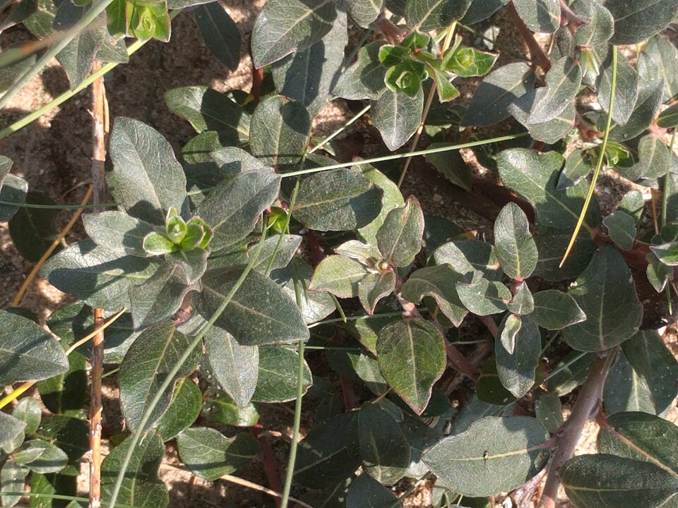 Salix repens (Creeping Willow)