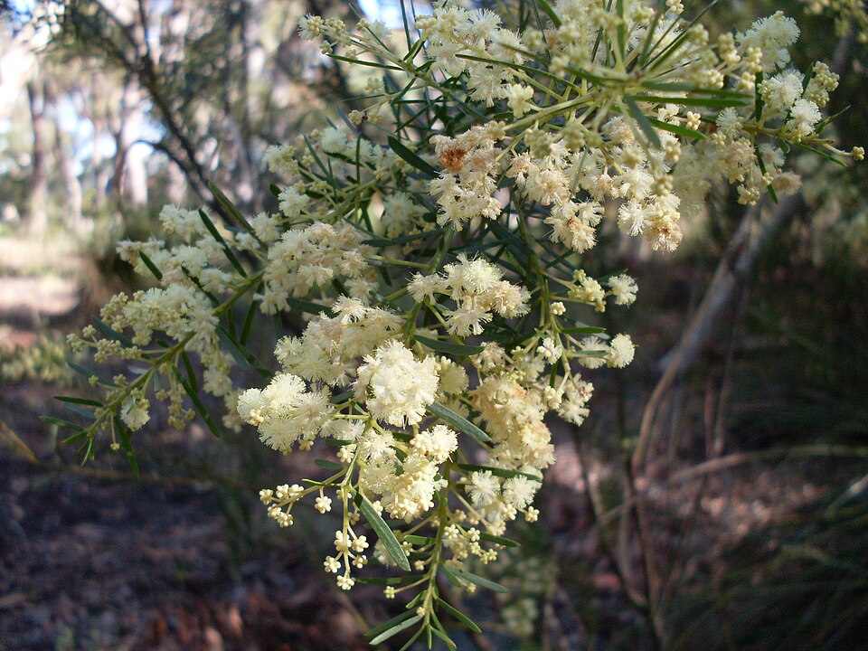 Acacia linifolia (Flax-leaved Wattle) (alternate view 6)