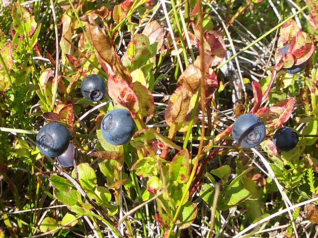 Vaccinium (blueberries, cranberries, and allies) (alternate view 9)